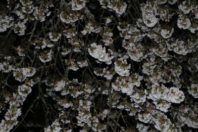 White flowering plants at night