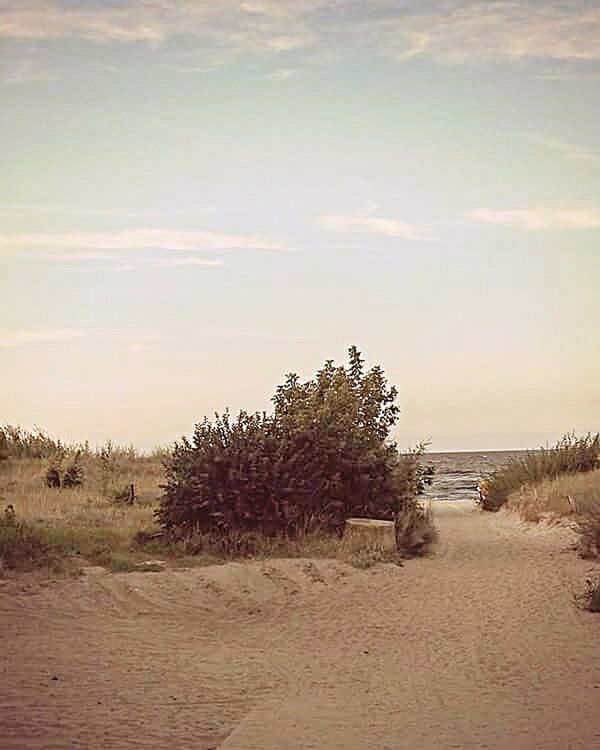 TREES ON SANDY BEACH