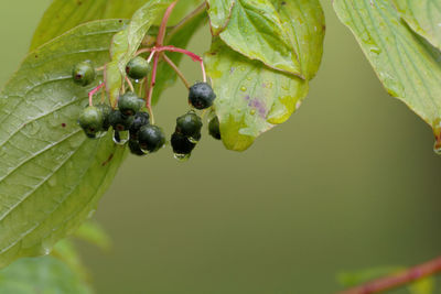 Close-up of berries growing on tree