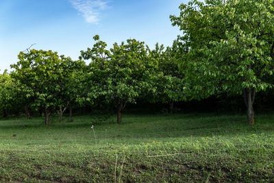 Trees on field against sky