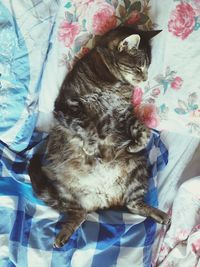 Close-up of cat sitting on bed