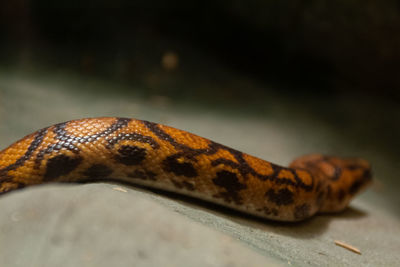 Close-up of a reptile