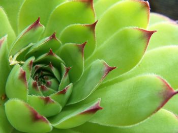 Close-up of succulent plant