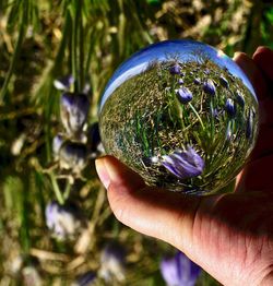 Cropped hand holding crystal ball with reflection of purple flowers