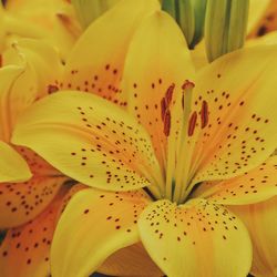 Full frame shot of yellow lily