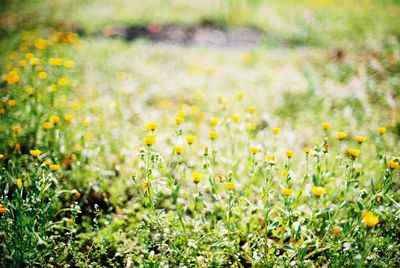 Yellow flowers growing in field