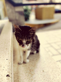 Close-up portrait of a black cat
