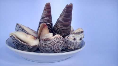 Close-up of seashells