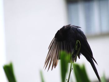 Close-up of a bird flying