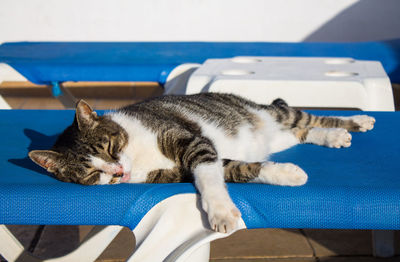 Cat on sun lounger