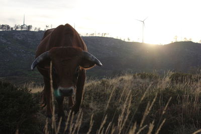 Close-up portrait of a cow on landscape