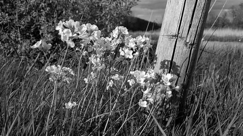 Close-up of flowering plants on field