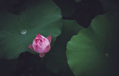 Close-up of pink lotus water lily