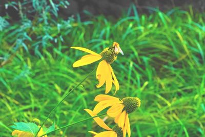 Close-up of insect on flower