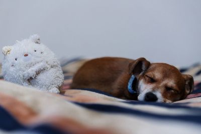 Close-up of dog sleeping with stuffed toy