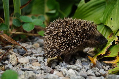 Close-up of hedgehog in garden