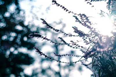 Close-up of snow on branch against sky