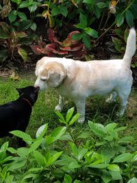 Dog standing by plants