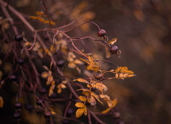 Close-up of wilted plant