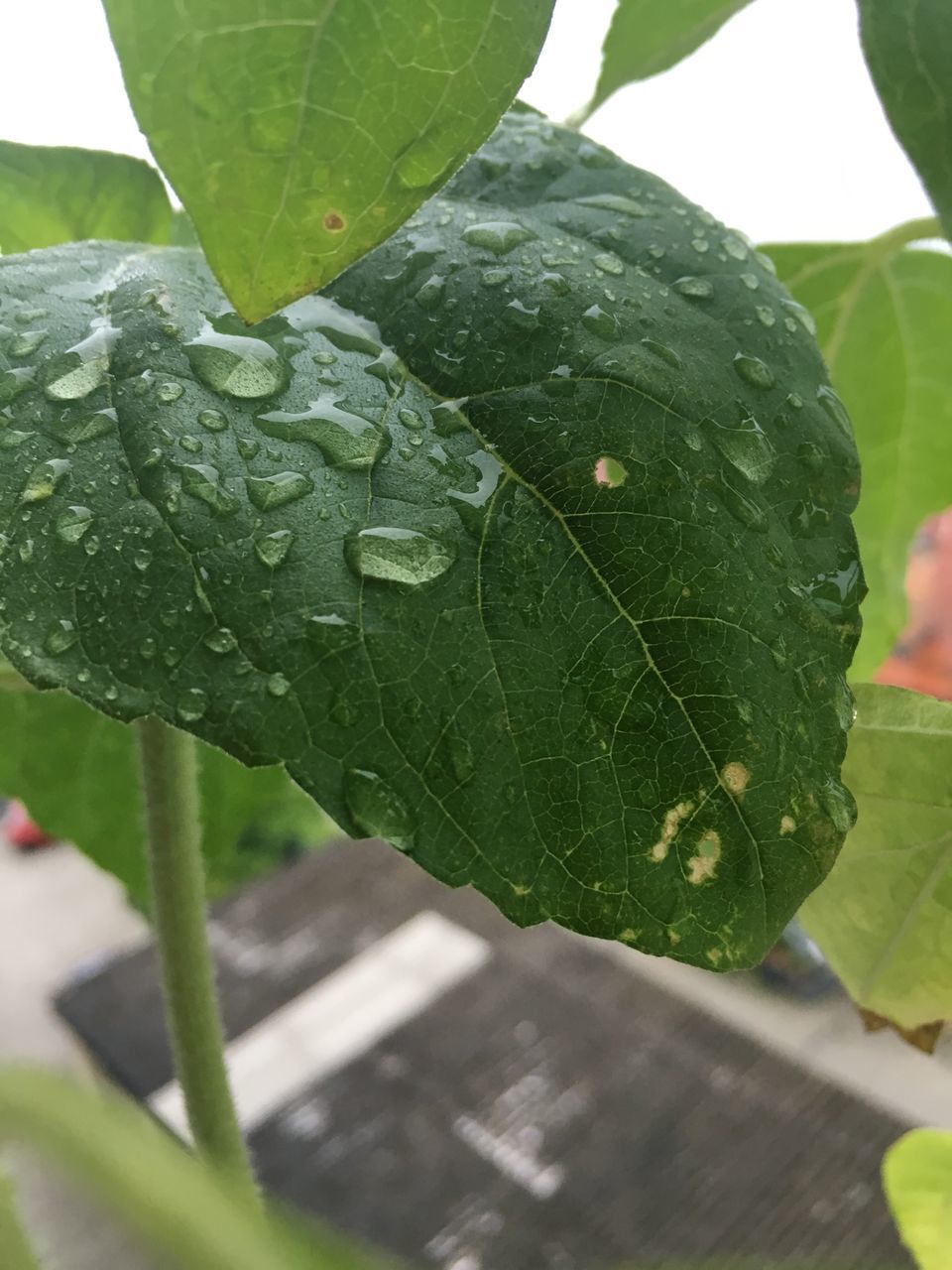 CLOSE-UP OF WET LEAVES ON PLANT