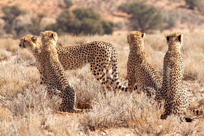 Cheetahs on field
