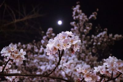 Close-up of white cherry blossom tree at night
