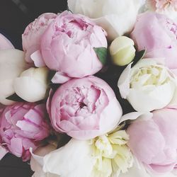 Close-up of pink roses