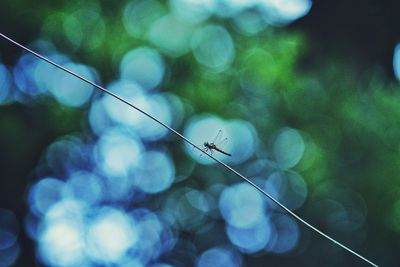 Close-up of dragonfly on wire