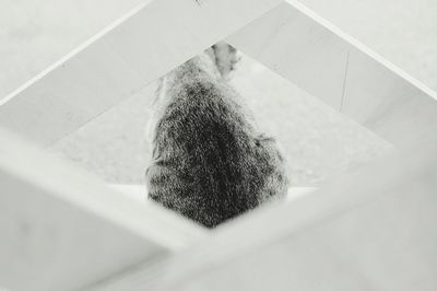 High angle view of cat