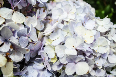 Close-up of white hydrangea flowers