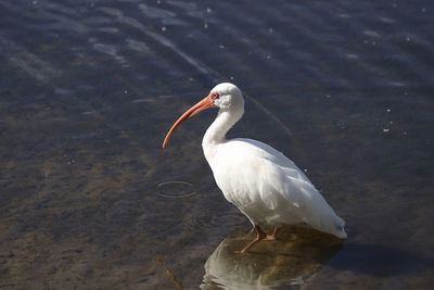 High angle view of seagull on a lake