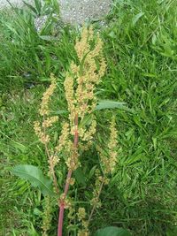 High angle view of plant on field