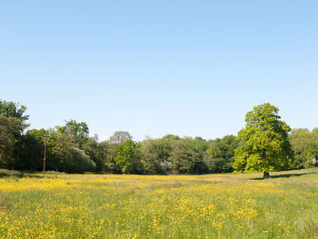 Scenic view of grassy field against clear sky