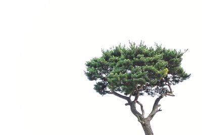 Low angle view of tree against white background