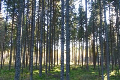 Pine trees in forest