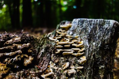 Close-up of logs in forest