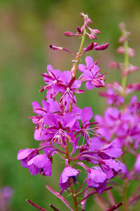 Close-up of pink flowering plant