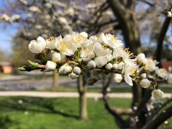 Close-up of white flowering plant