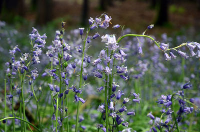 Close-up of purple flowers blooming outdoors