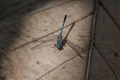 High angle view of dragonfly on wood