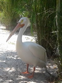 Close-up of swan on field