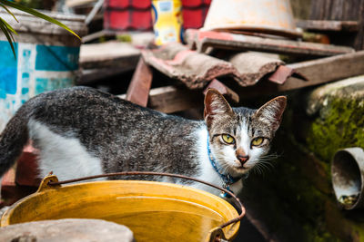 Portrait of cat relaxing outdoors