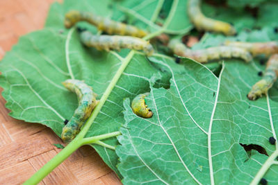 Close-up of insect on leaf