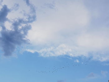 Low angle view of birds flying in sky