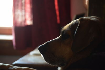 Close-up of dog resting at home