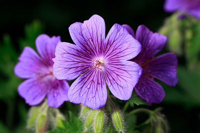 Close-up of purple flowering plant