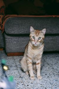 Portrait of tabby cat