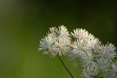 Close-up of flowers blooming outdoors