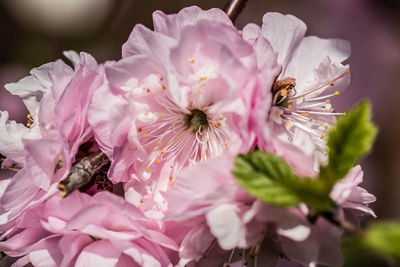 Close-up of pink flower