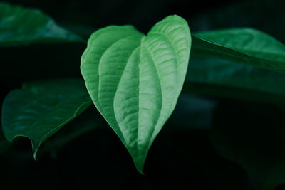 Close-up of heart shape leaf against black background